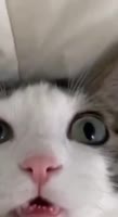 464x848