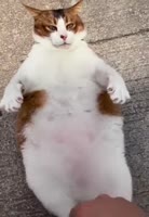 460x662