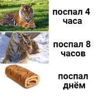 533x526