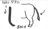903x558