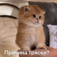 498x498