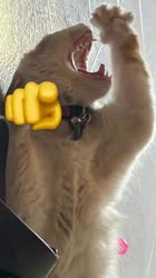 482x856