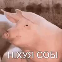 288x288