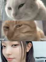736x981