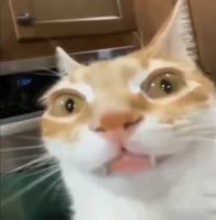 562x572