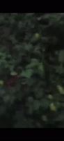 592x1280