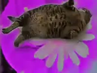 320x240