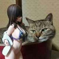 736x736