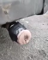 288x360