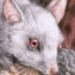 300x300