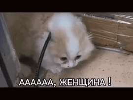 498x374