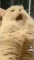 720x1272