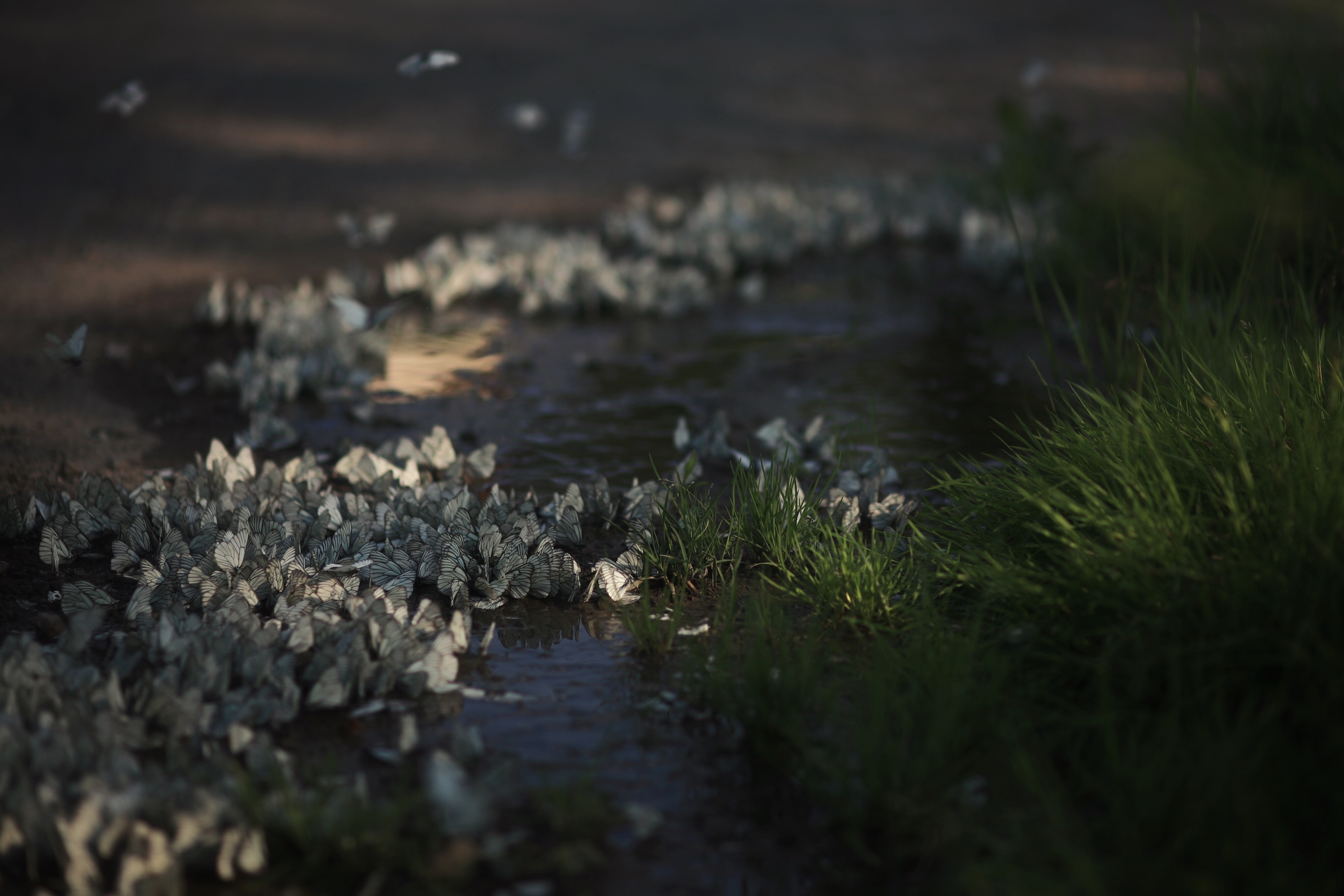 4050x2700