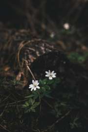 4000x6000