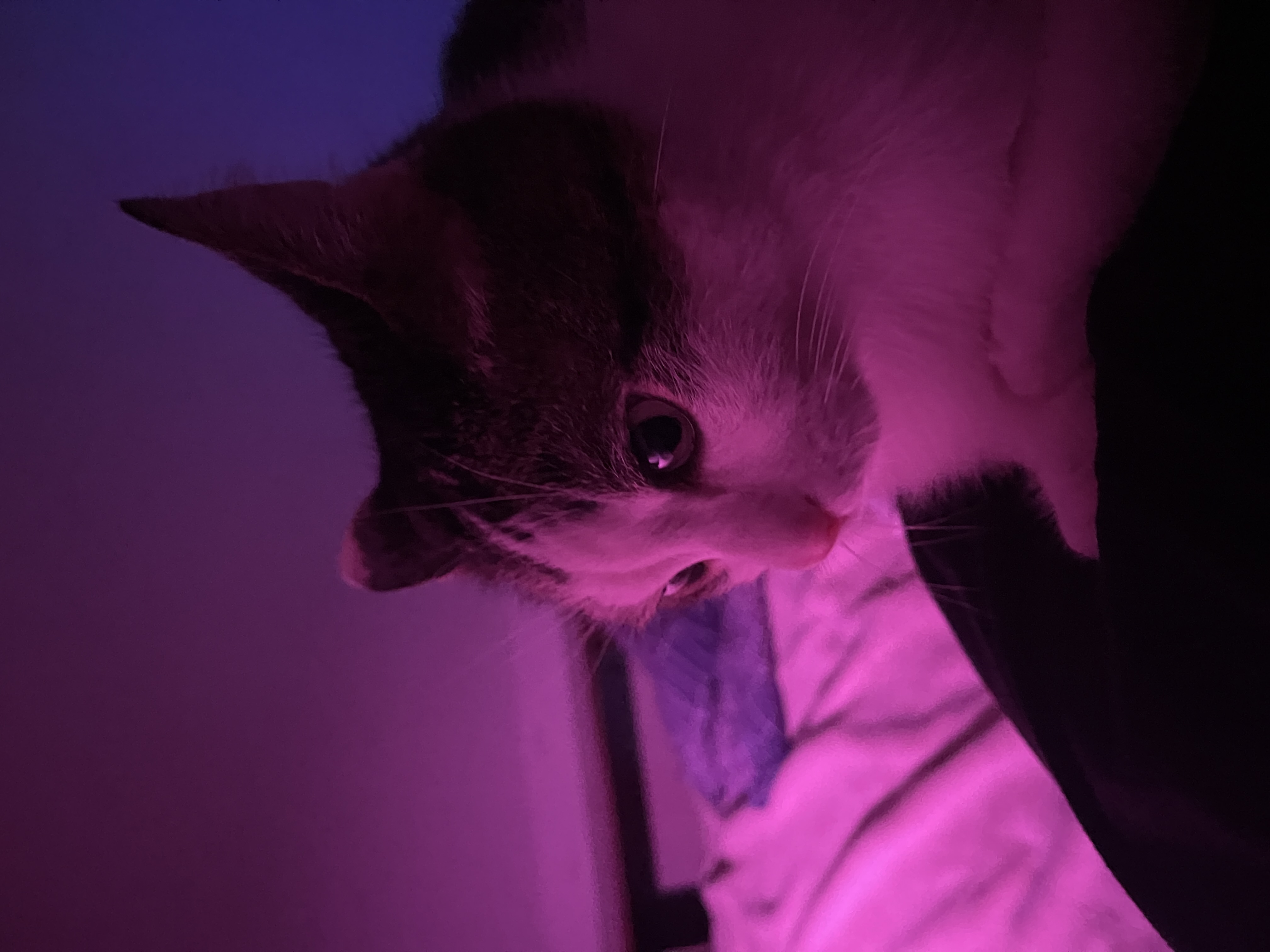 4032x3024