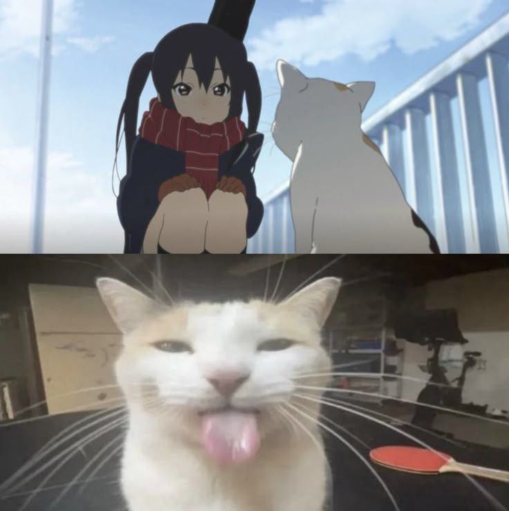 736x739