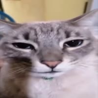 720x720