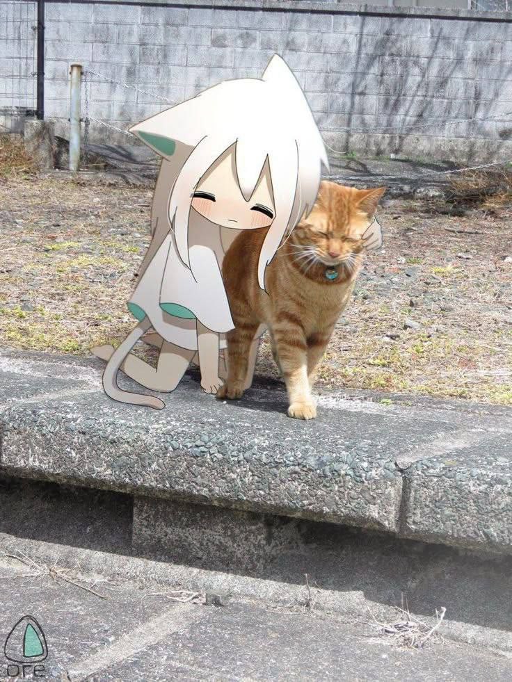 736x981