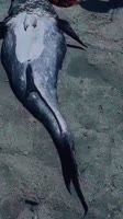 406x720