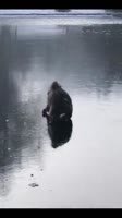 460x816