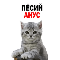 CclQZ5Le.жипег