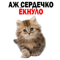 X3CARVD6.жипег