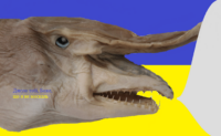 Z5pz0KbW.жипег