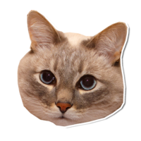 Zc2UPu0b.жипег