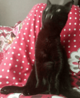 gnXLHmcF.жипег