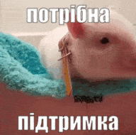 rPRdNuVa.жипег