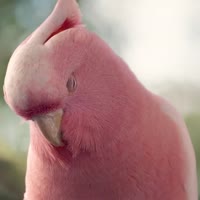 720x720