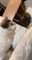 384x720