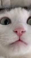 464x848