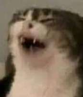 258x298