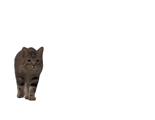498x388