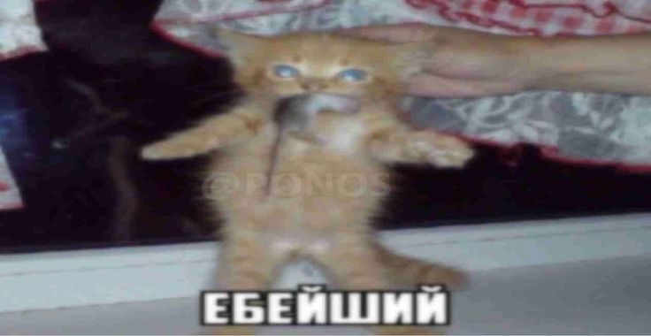736x380