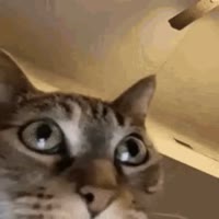 320x320
